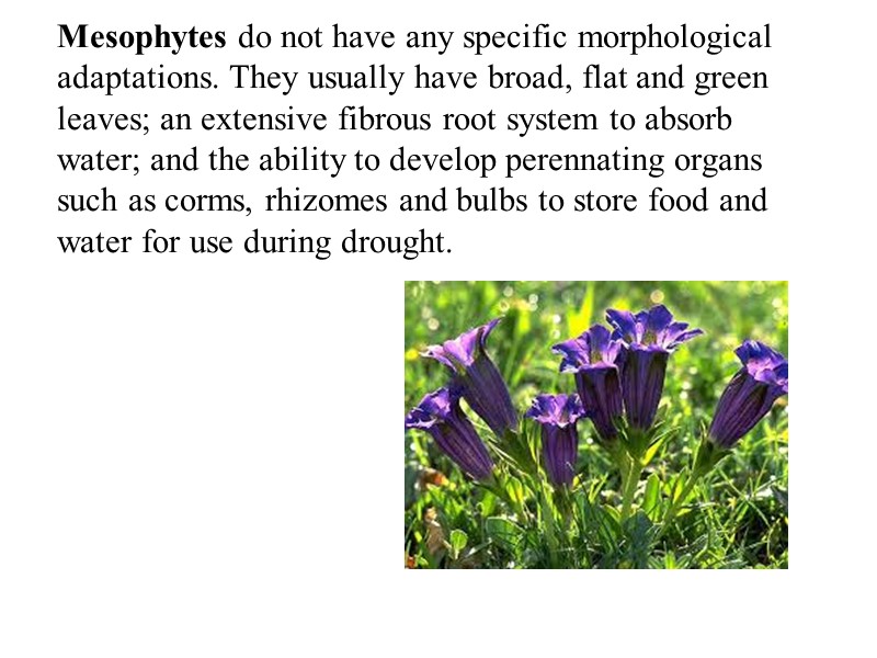 Mesophytes do not have any specific morphological adaptations. They usually have broad, flat and